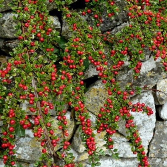 Кизильник горизонтальный