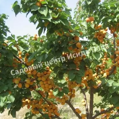 Абрикос Северный триумф