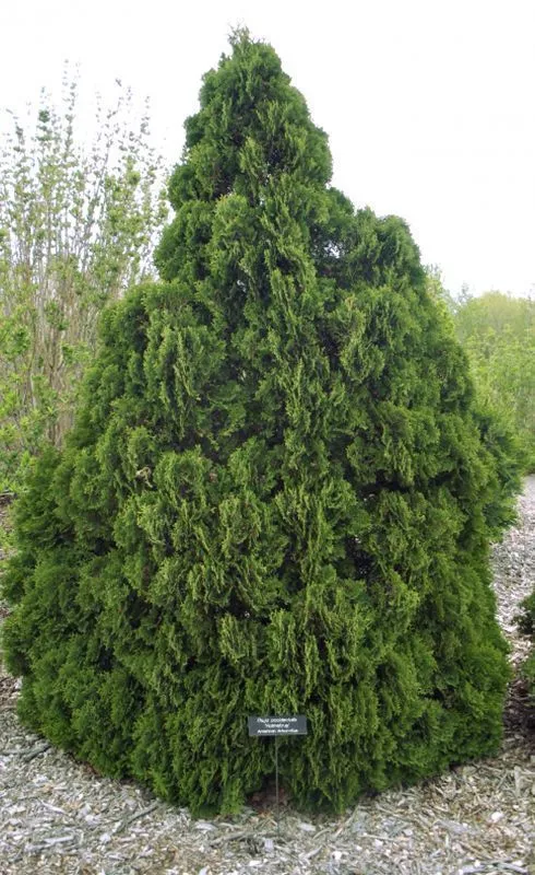 Туя западная Холмструп м 160-180 п 2010