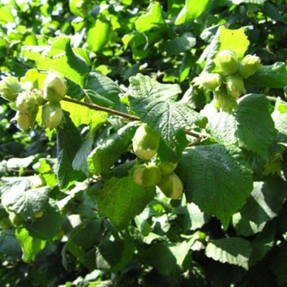 Лещина обыкновенная