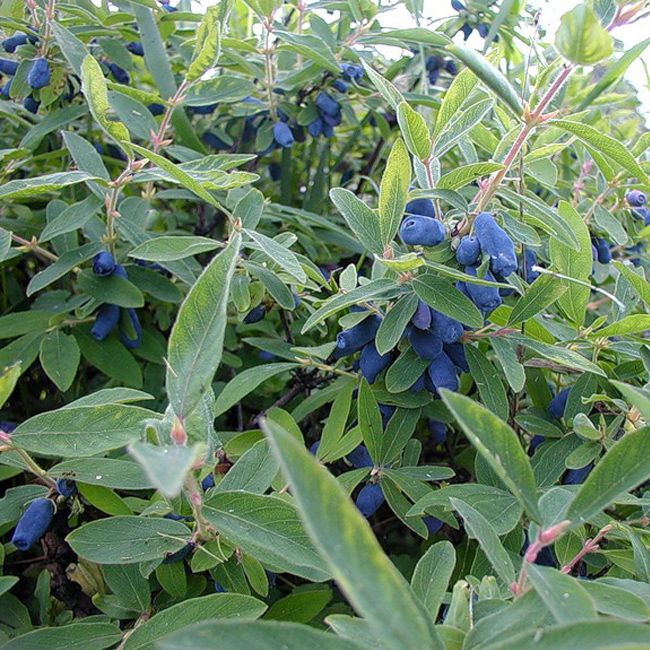 Жимолость Синичка