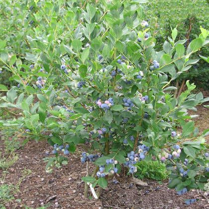 Голубика Спартан