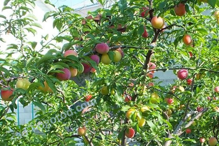 Алыча Найдена