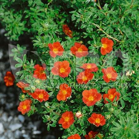 Лапчатка кустарниковая 'Marian Red Robin' (С3, 020-040)