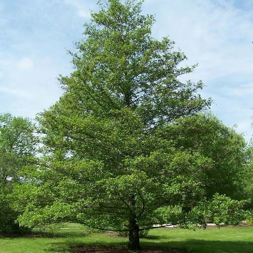 Ольха черная