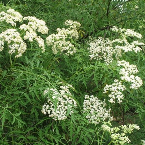 Бузина черная Лациниата