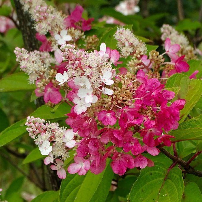 Гортензия метельчатая Конфетти С3