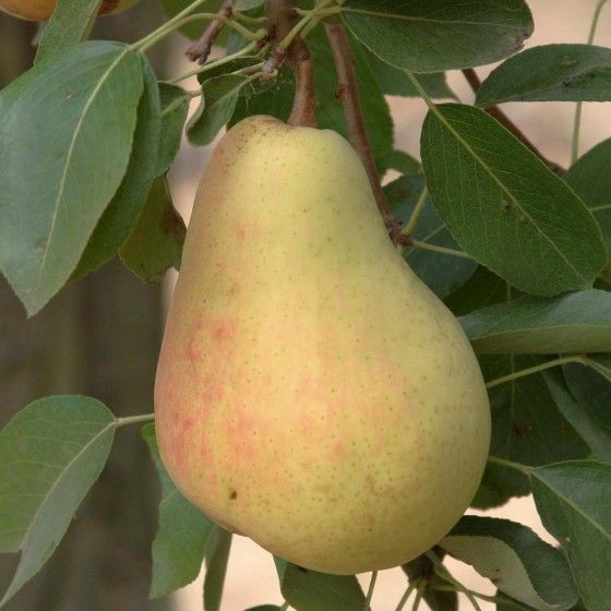 Груша Видная