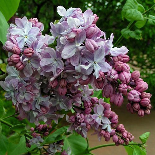 Сирень обыкновенная "Великая Победа"