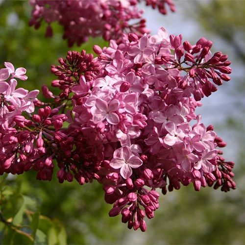 Сирень гиацинтовая "Esther Staley" (Эстер Стэйли)