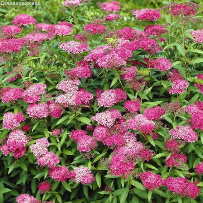 Спирея японская "Антони Ватерер" 50-70 (Гз)