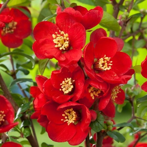 Айва великолепная "Crimson and Gold"