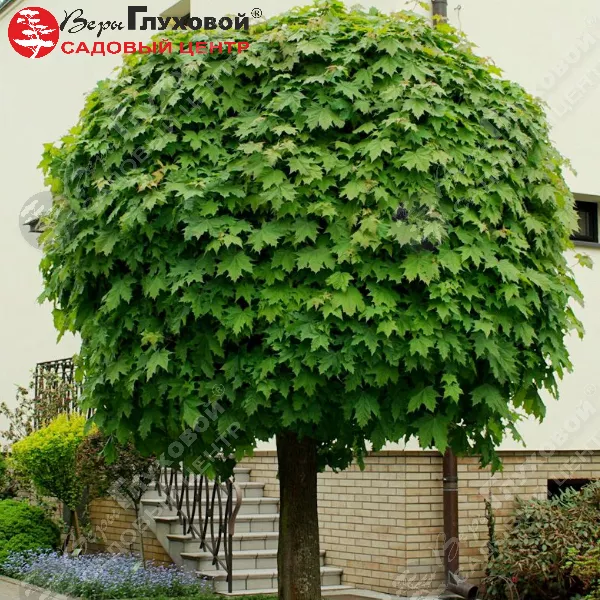 Клен РБ (остролистный Глобозум 220см С15)