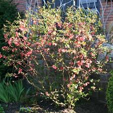 Айва Пинк Леди