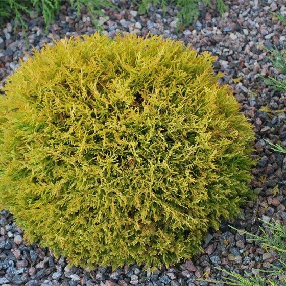 Туя Рейнгольд