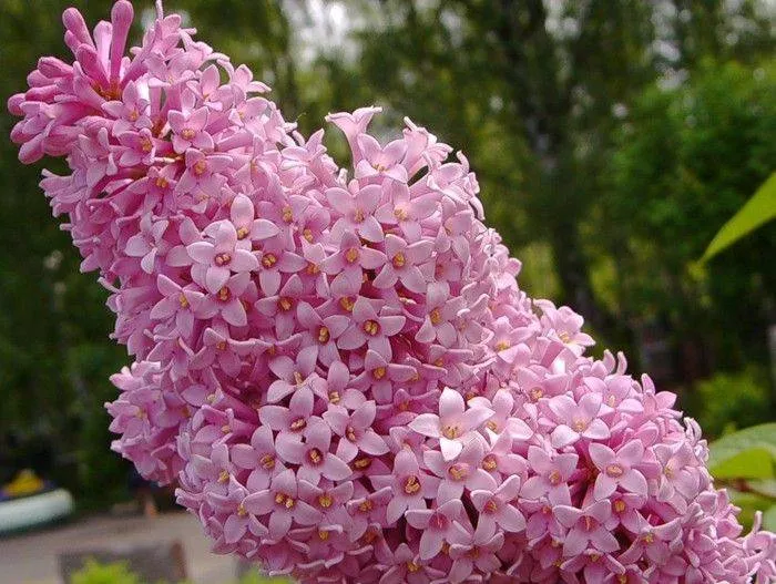 Сирень венгерская (С20, 080-100)