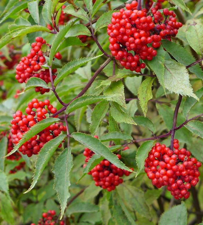 Бузина красная