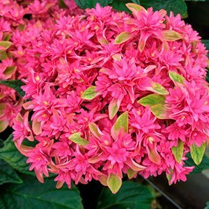 Гортензия крупнолистная "Princess Diana" (Принцес Диана)