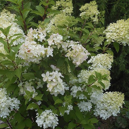 Гортензия метельчатая "Diamantino" (Диамантино)