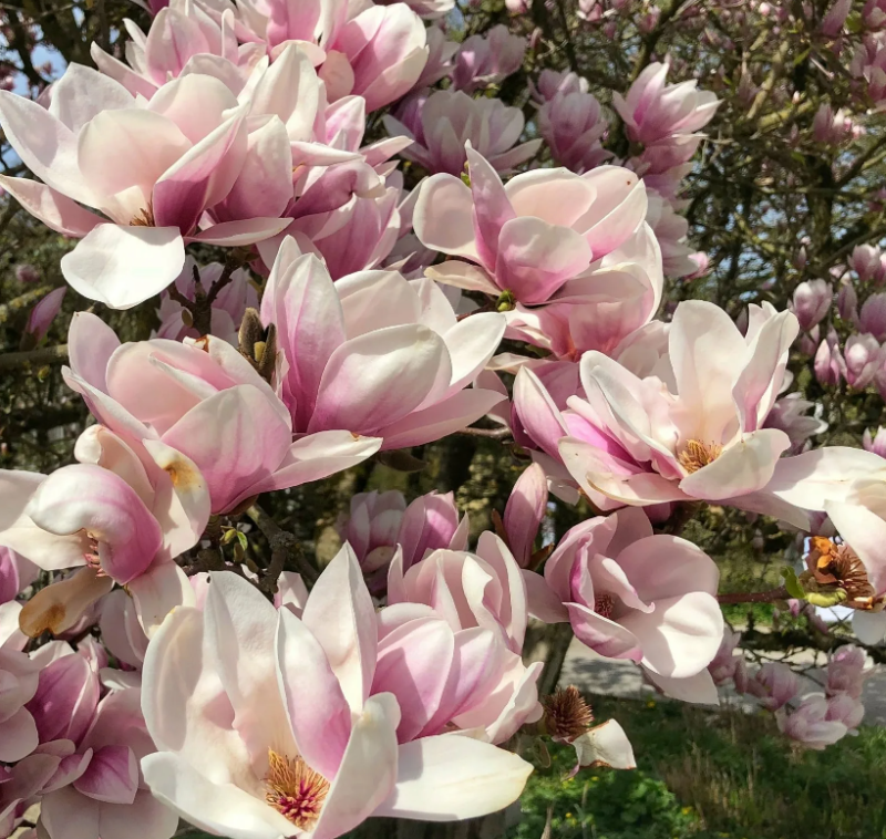 Магнолия