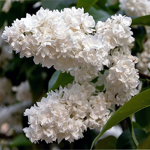 Сирень обыкновенная "Mme Casimir Perier" (Мадам Казимир Перье)