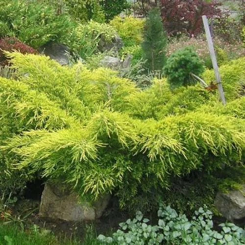 Можжевельник средний Пфитцериана Ауреа С3.