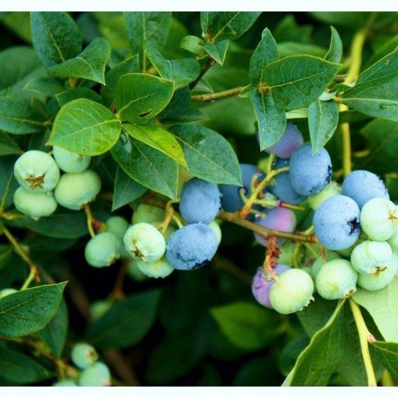 Голубика Блюкроп