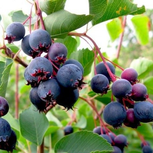 Ирга канадская