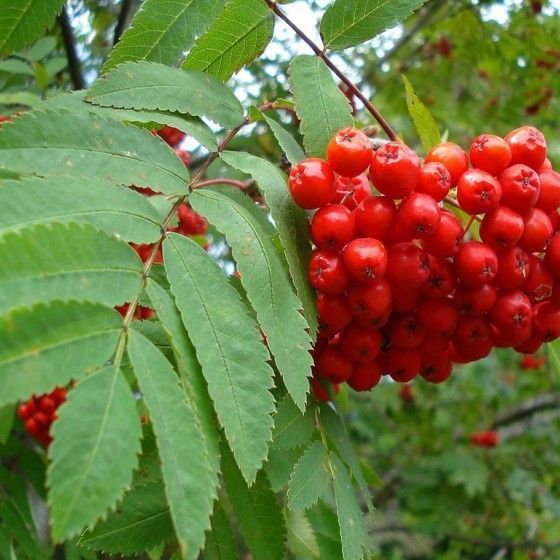 Рябина обыкновенная