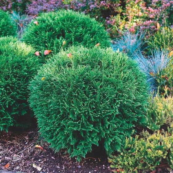 Туя западная Тини Тим