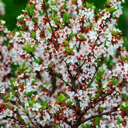 Вишня Красавица