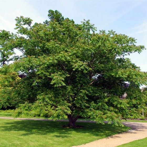 Орех манжурский