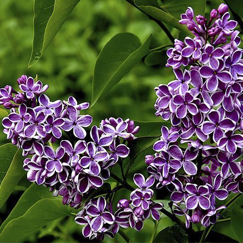 Сирень обыкновенная "Sensation" (Сенсация)