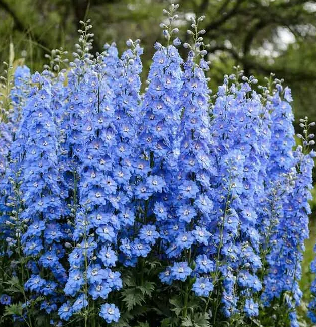 Дельфиниум