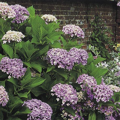 Гортензия крупнолистная "Ayesha" (Аиша)