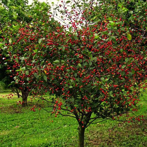 Вишня Владимирская
