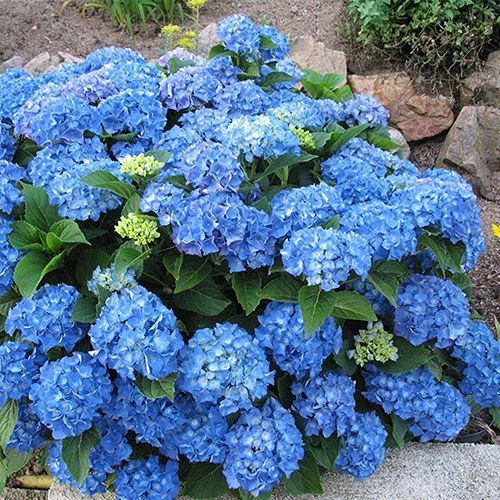 Гортензия крупнолистная "Adria Bleu" (Aдриа Блю)