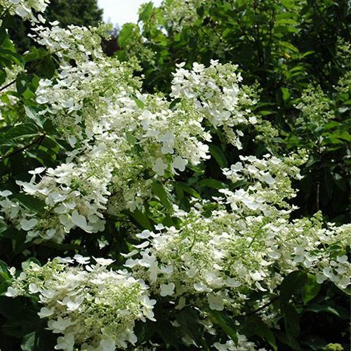Гортензия метельчатая "Unique" (Юник)