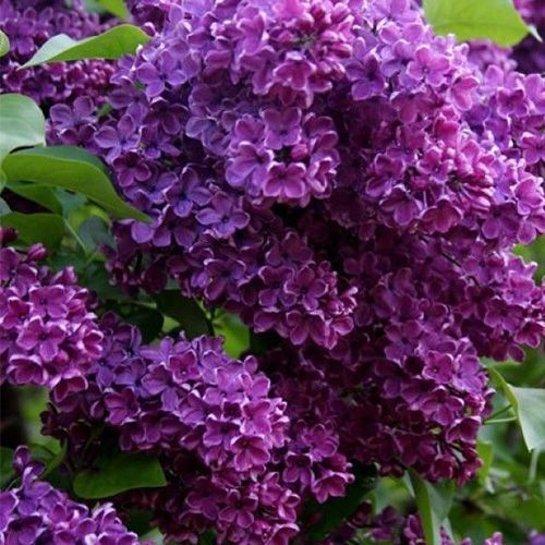 Сирень обыкновенная "Сумерки"