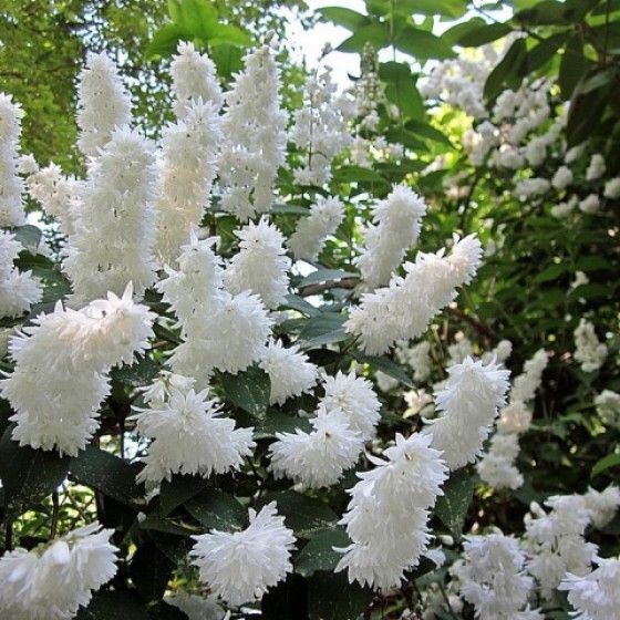 Дейция шершавая Плена