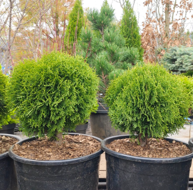 Топиар туя западная Даника в форме шара