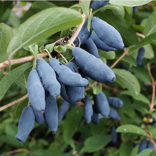 Жимолость "Гордость Бакчара"