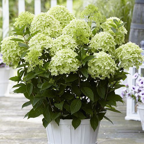 Гортензия метельчатая "Whitelight" (Уайтлайт)