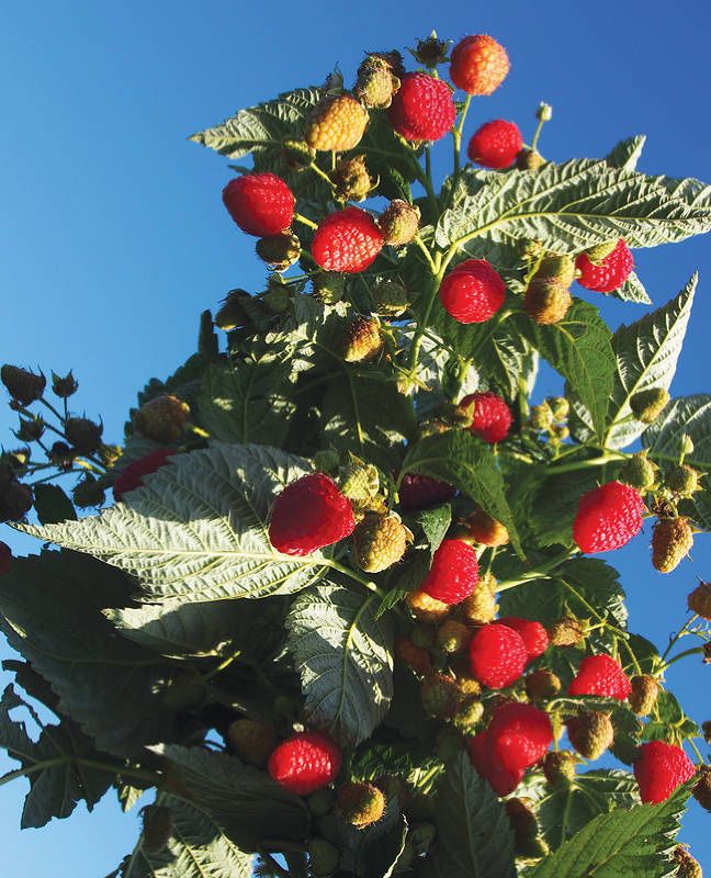 Малина Пингвин