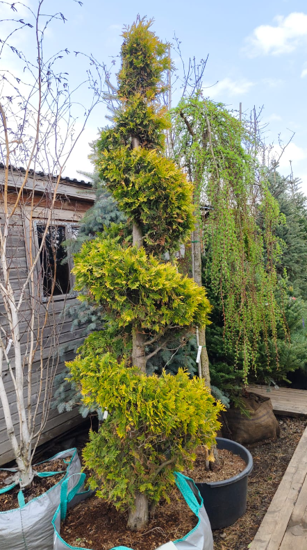 Топиар туя западная Смарагд в форме спираль