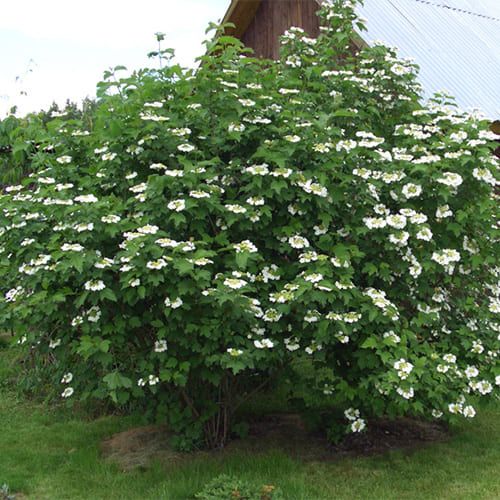 Калина обыкновенная (С7-10, 080-100)