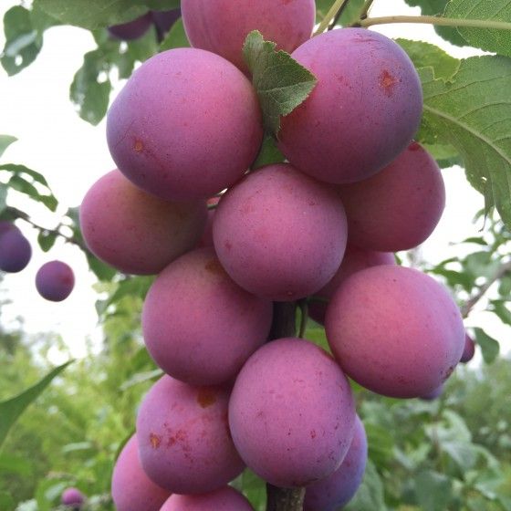 Слива колоновидная Империал