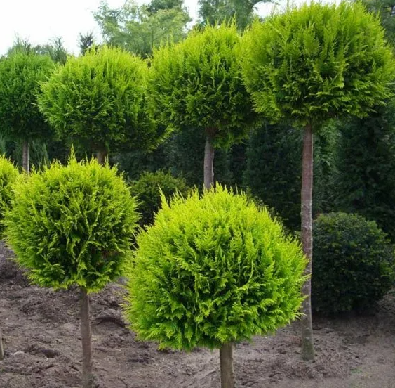 Топиар кустарники в форме шара, зонтика, овала, квадрата, блока для изгороди