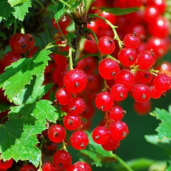 Смородина Алая зорька