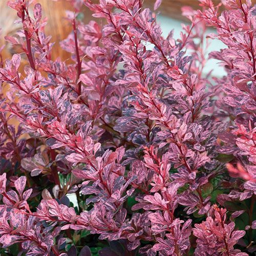 Барбарис Рози Рокет